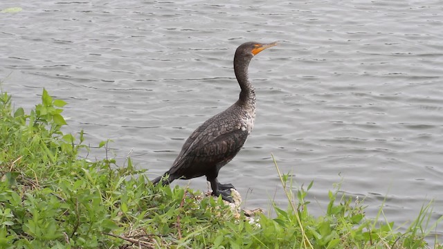 Double-crested Cormorant - ML487753