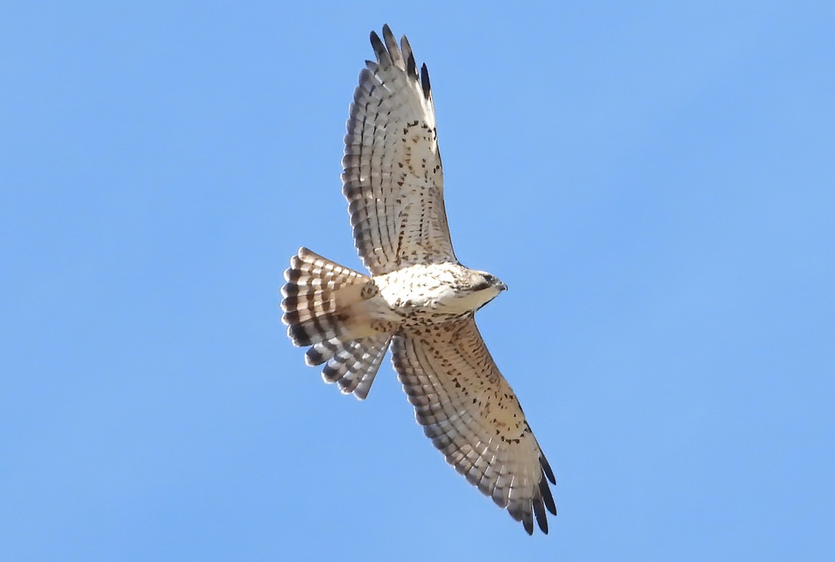 Broad-winged Hawk - ML487753191