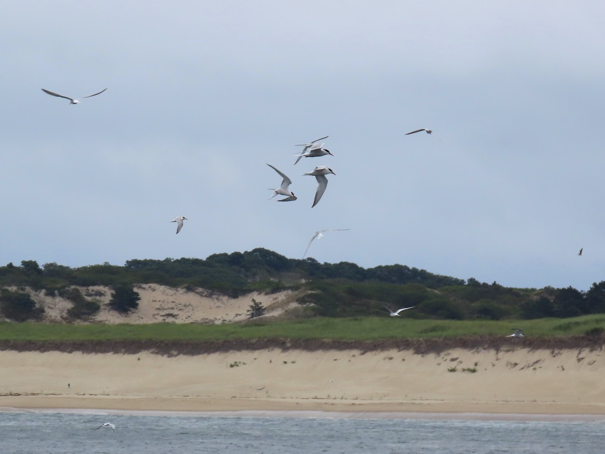 Common Tern - ML487753681