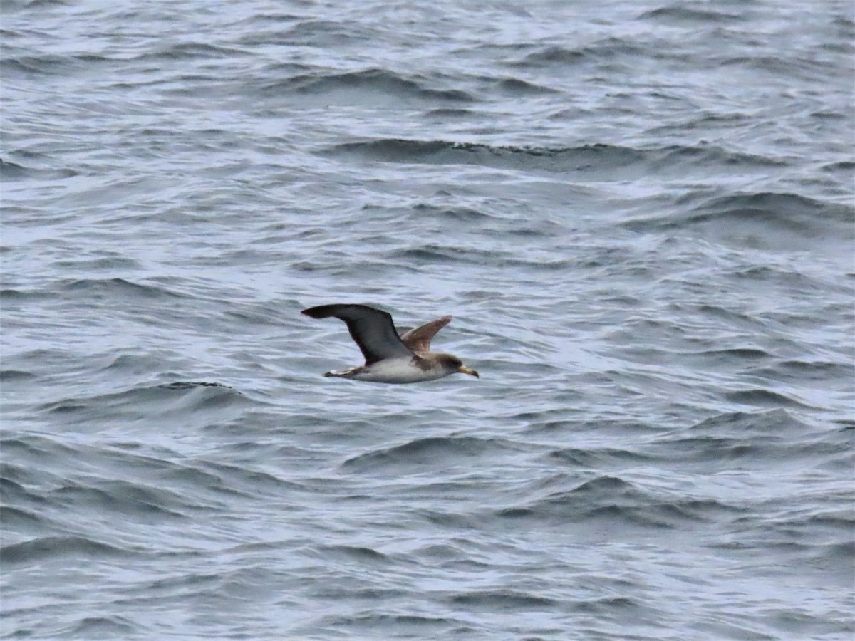 Cory's Shearwater - Randy Morgan