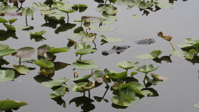 American Alligator - ML487755