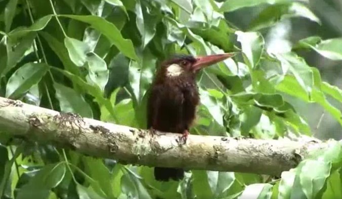 White-eared Jacamar - ML487755811