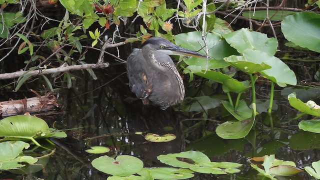 Great Blue Heron (Great Blue) - ML487756