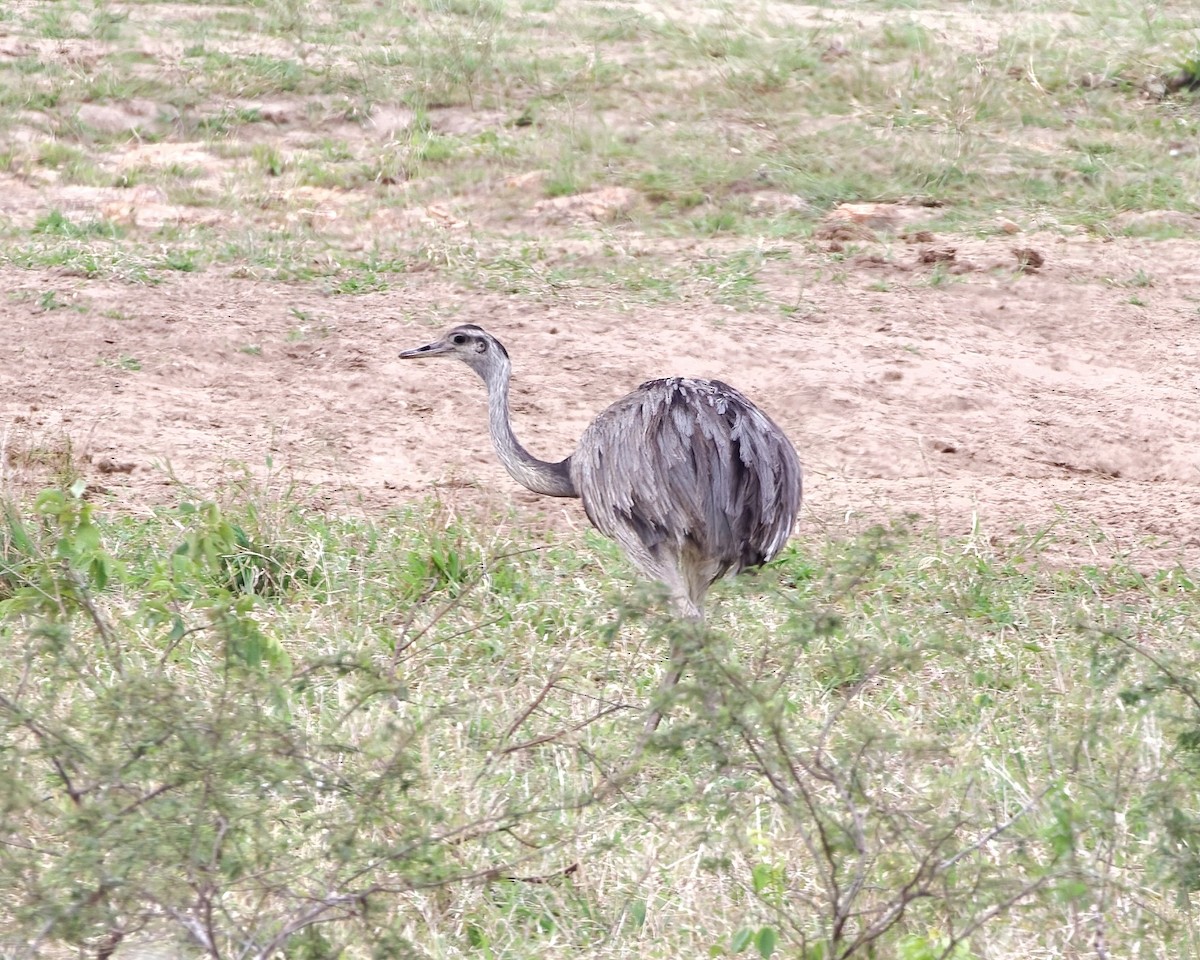 Greater Rhea - Terence Degan