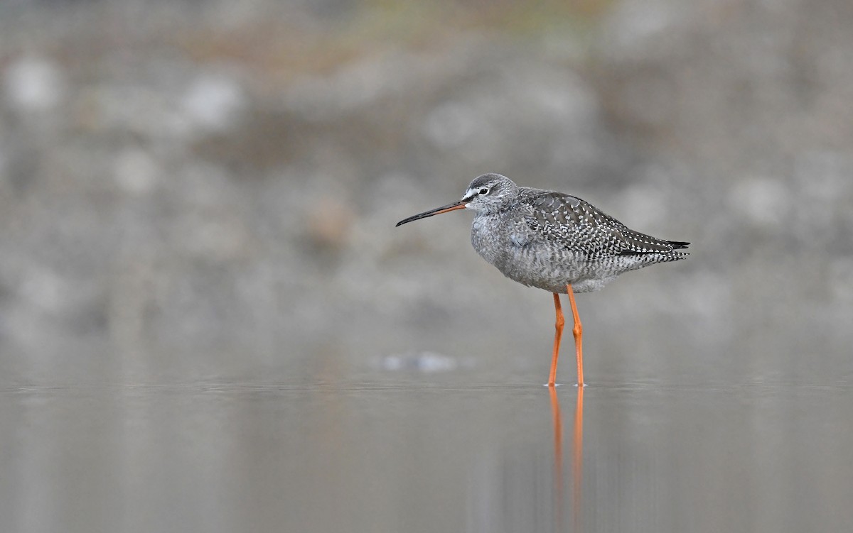 Spotted Redshank - ML487756791