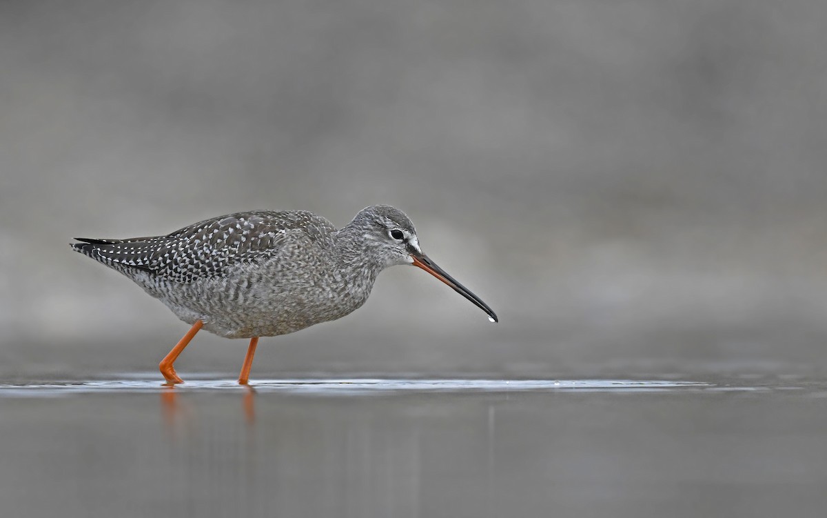 Spotted Redshank - ML487756801