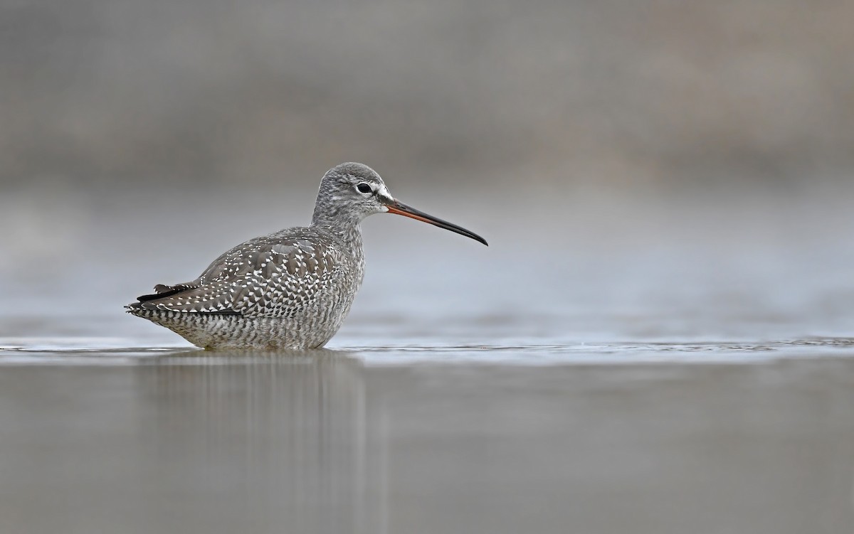 Spotted Redshank - ML487756811