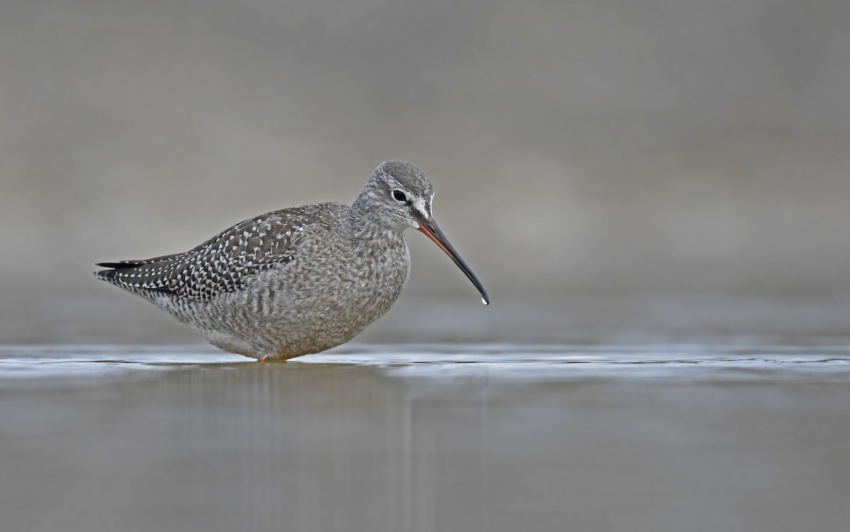Spotted Redshank - ML487756831