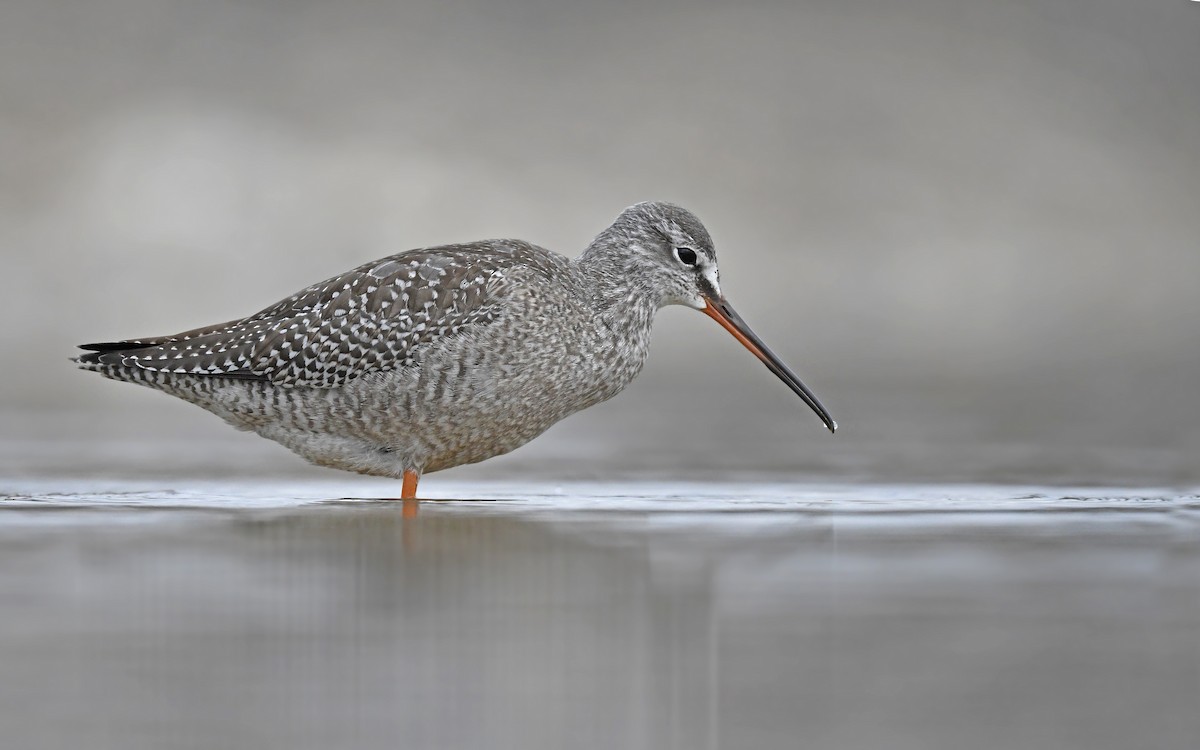 Spotted Redshank - ML487756841