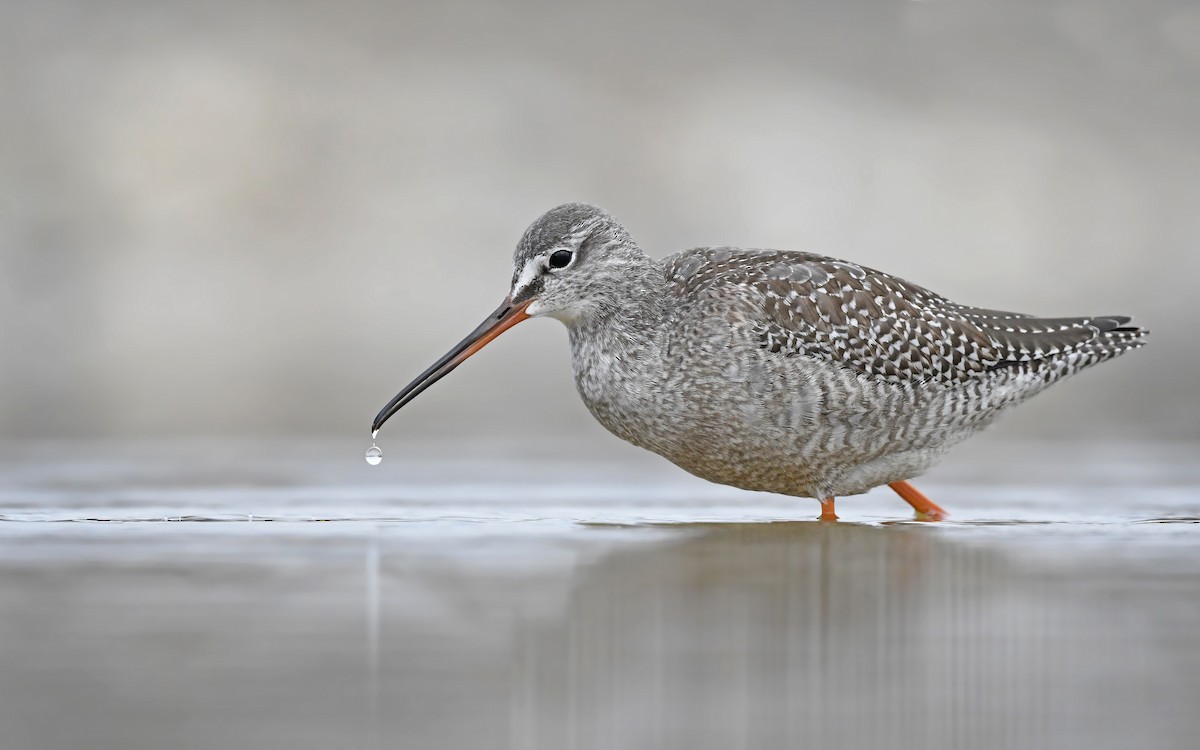 Spotted Redshank - ML487756851