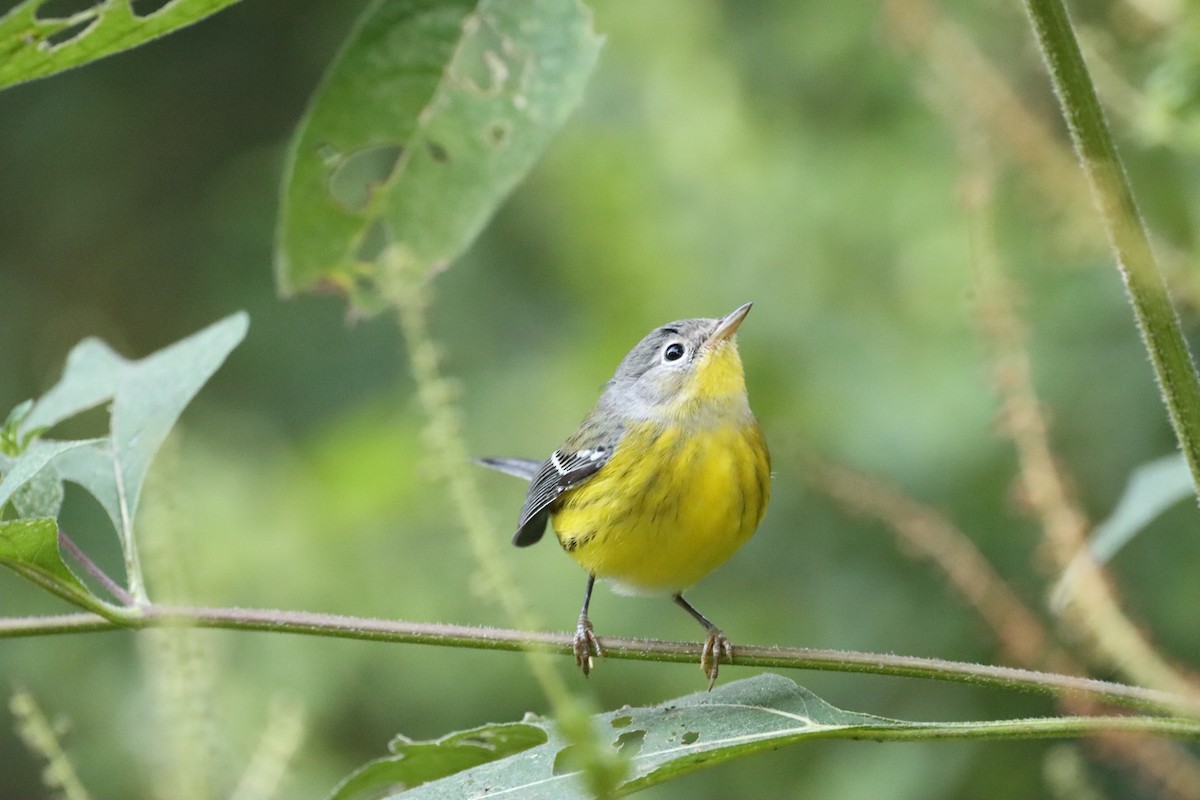 Magnolia Warbler - ML487756891