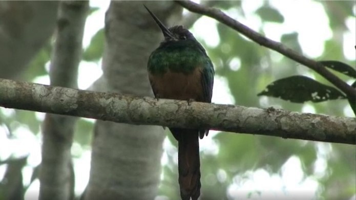 White-chinned Jacamar - ML487756951