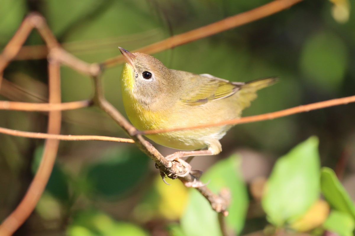 Common Yellowthroat - ML487757021