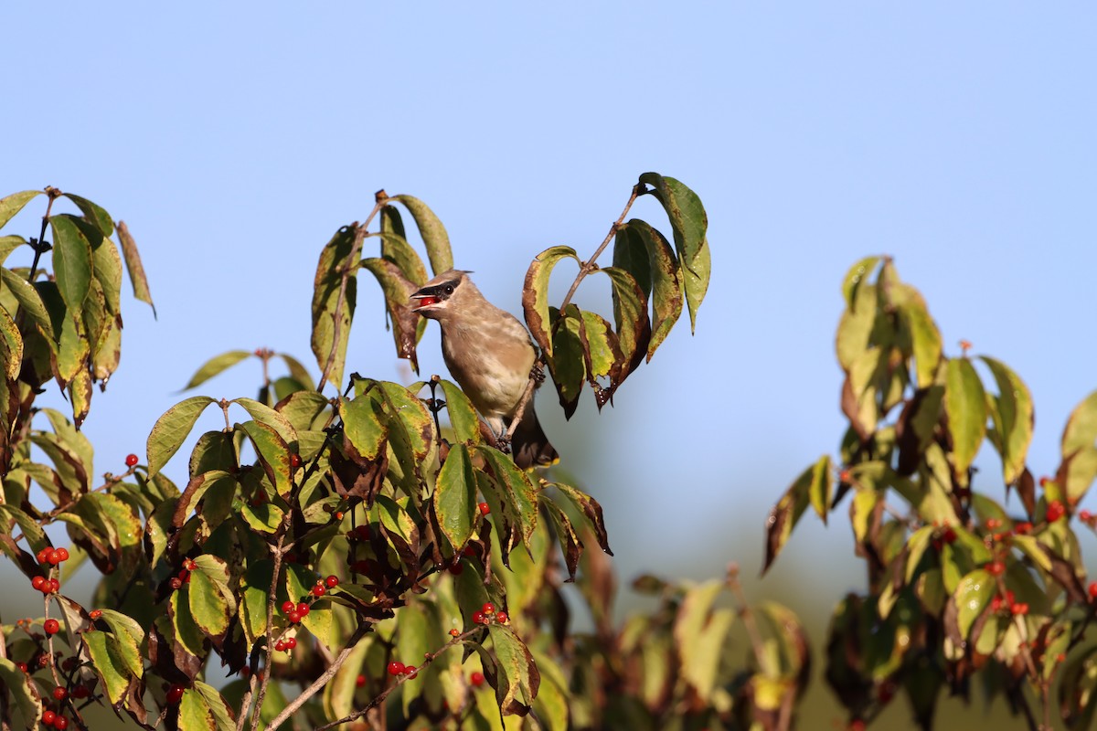 Cedar Waxwing - ML487757191