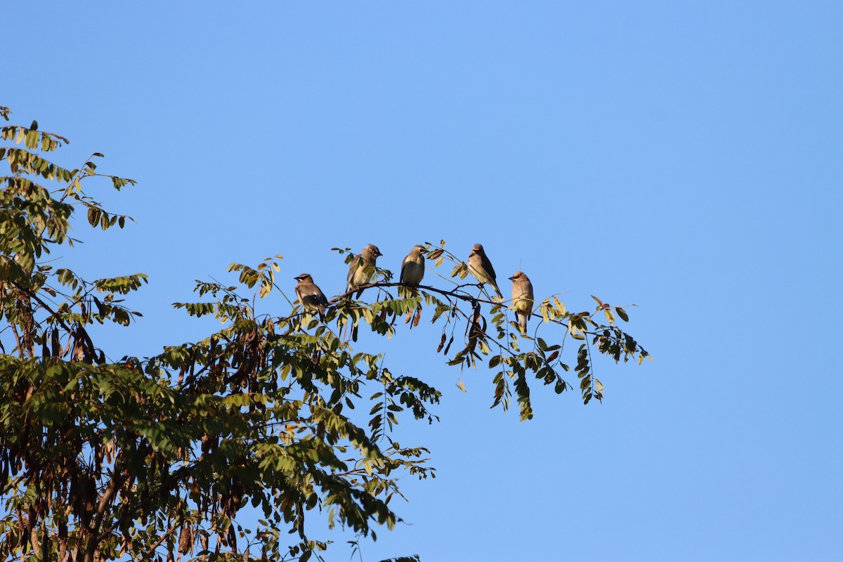 Cedar Waxwing - ML487757311