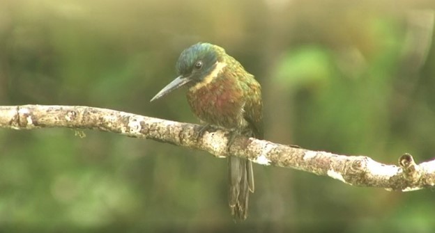 Purplish Jacamar - ML487757511