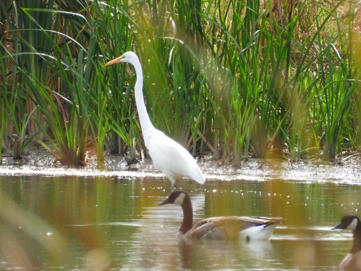 Grande Aigrette - ML487758931