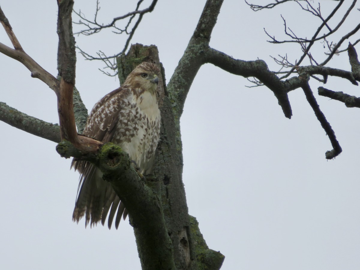 Red-tailed Hawk - ML487760141