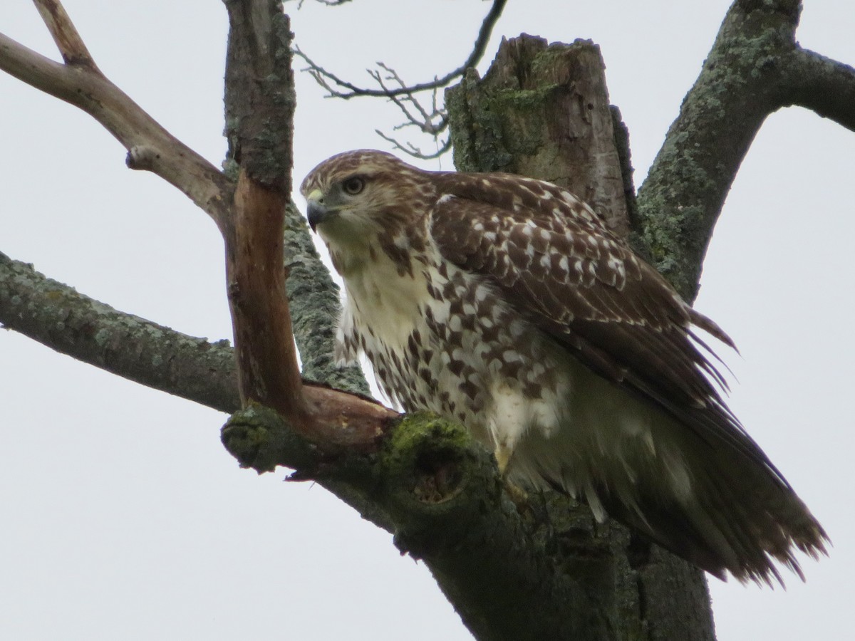 Red-tailed Hawk - ML487760151