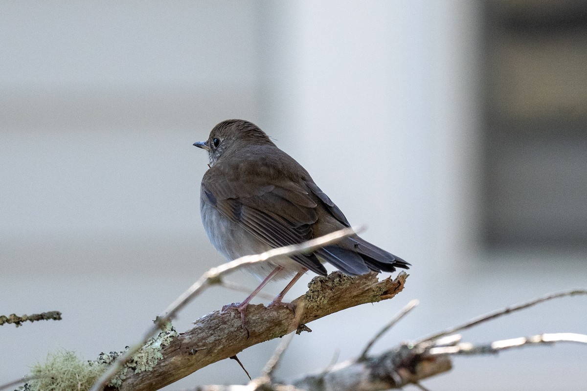 Gray-cheeked Thrush - ML487760391