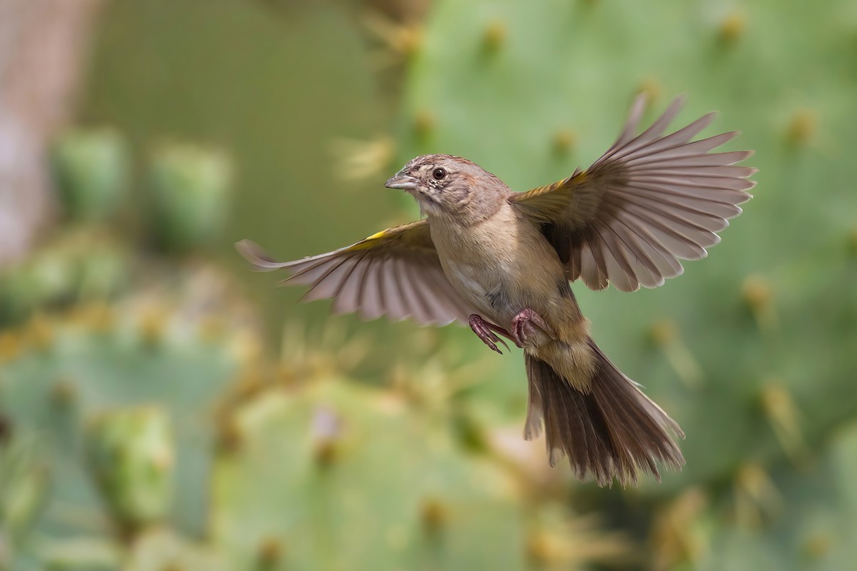 Botteri's Sparrow - ML487764231