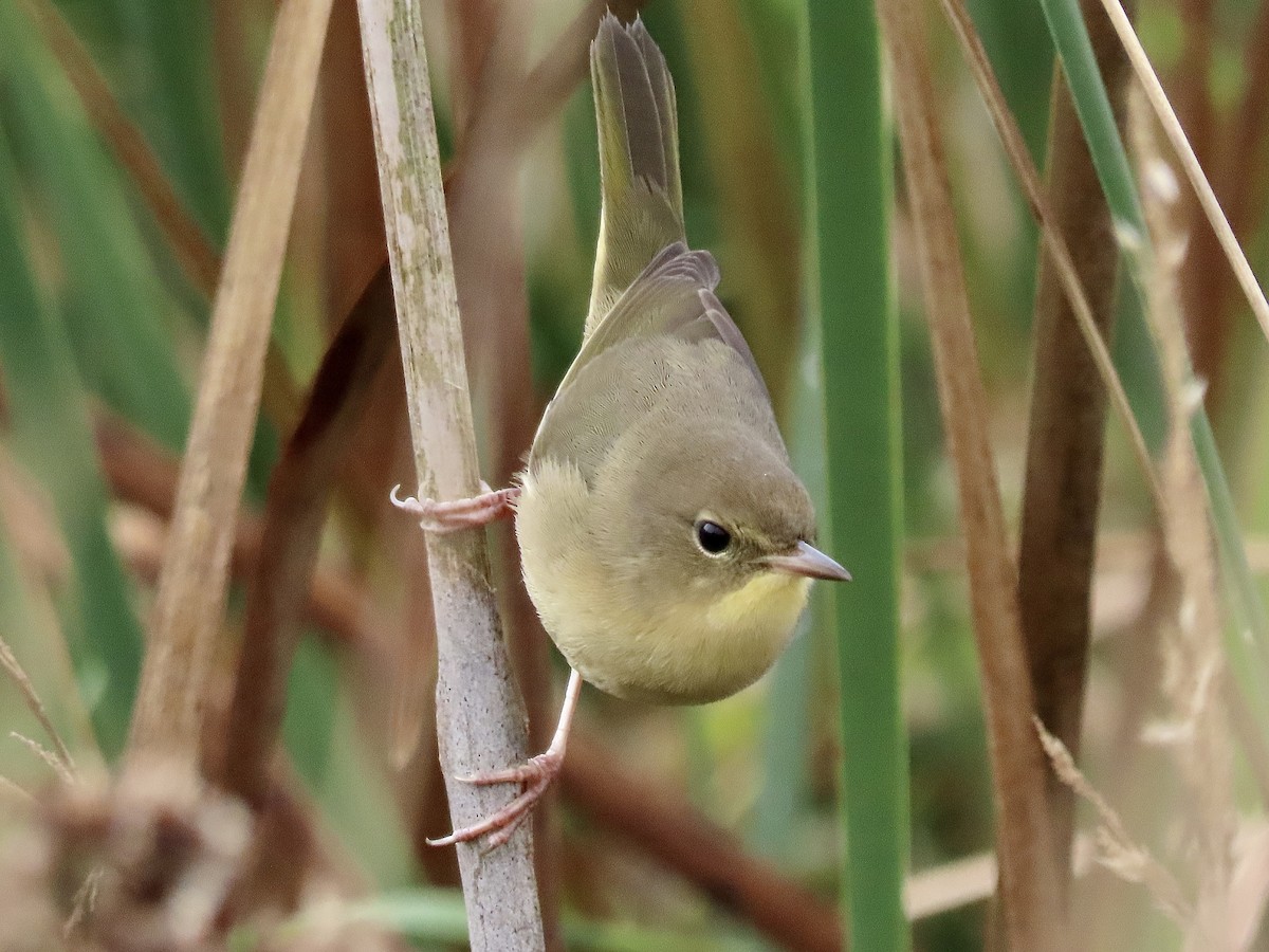 Common Yellowthroat - David and Regan Goodyear