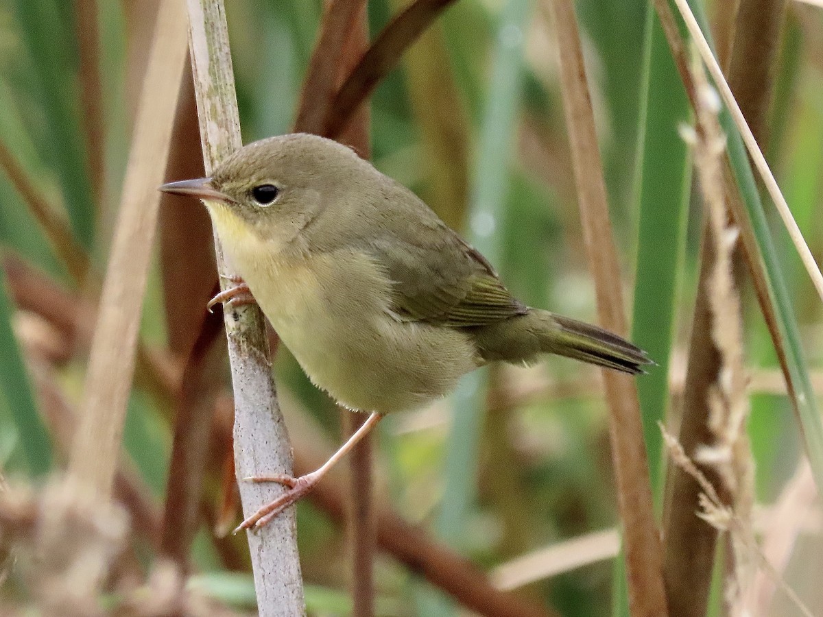 Common Yellowthroat - David and Regan Goodyear