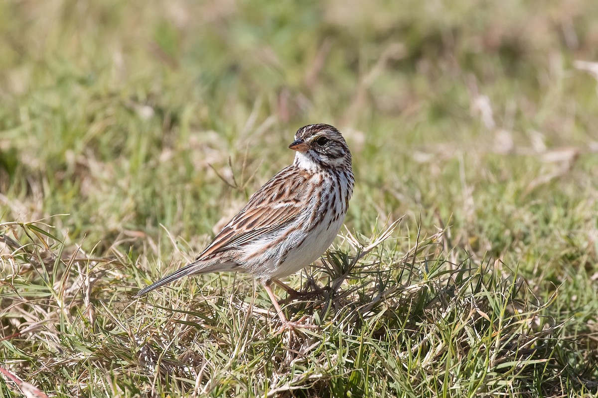 Savannah Sparrow - ML487765091