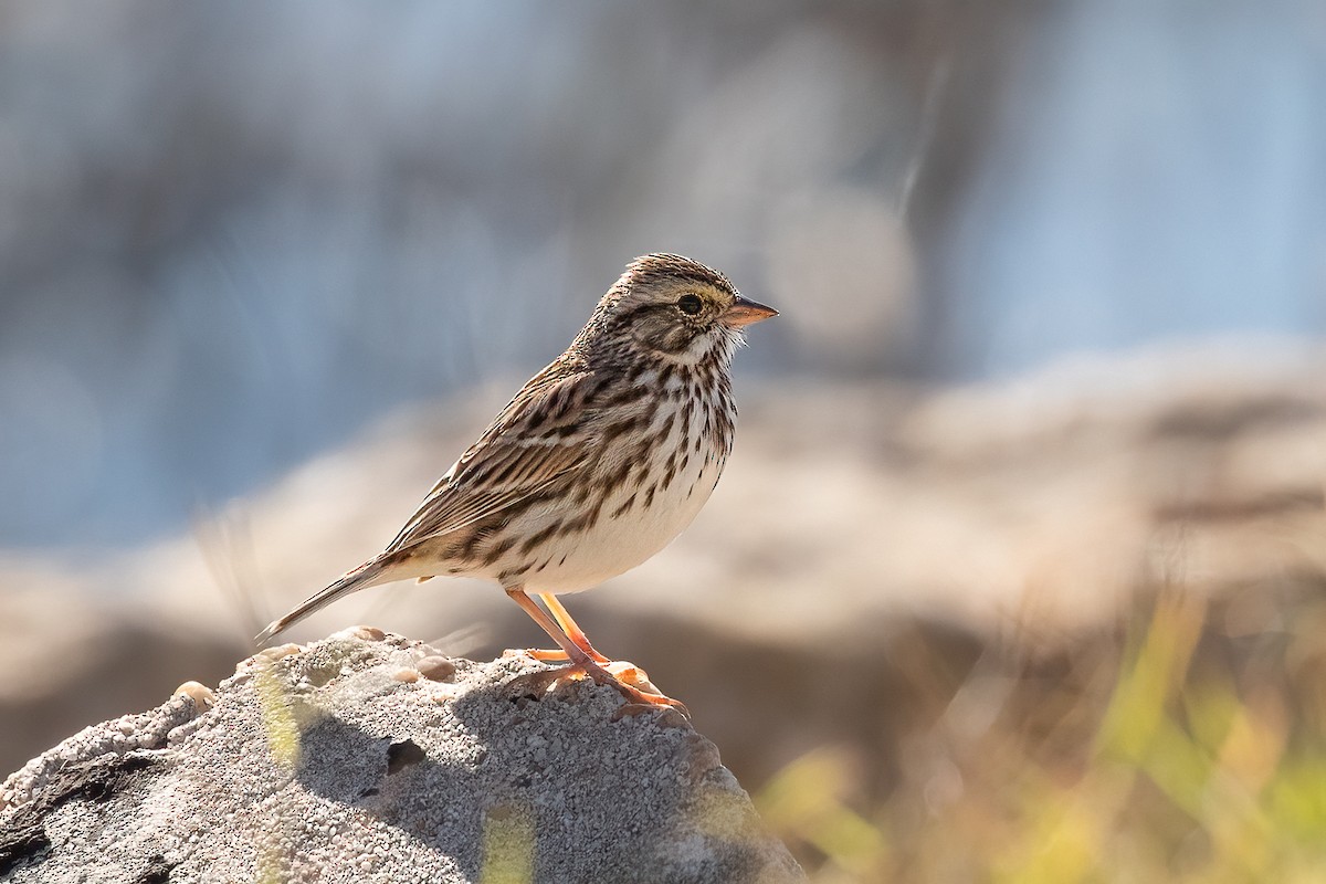 Savannah Sparrow - ML487765101