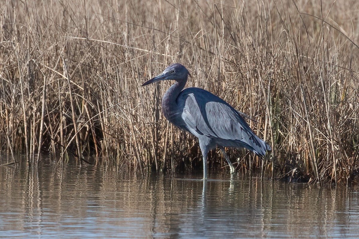 Little Blue Heron - ML487765141