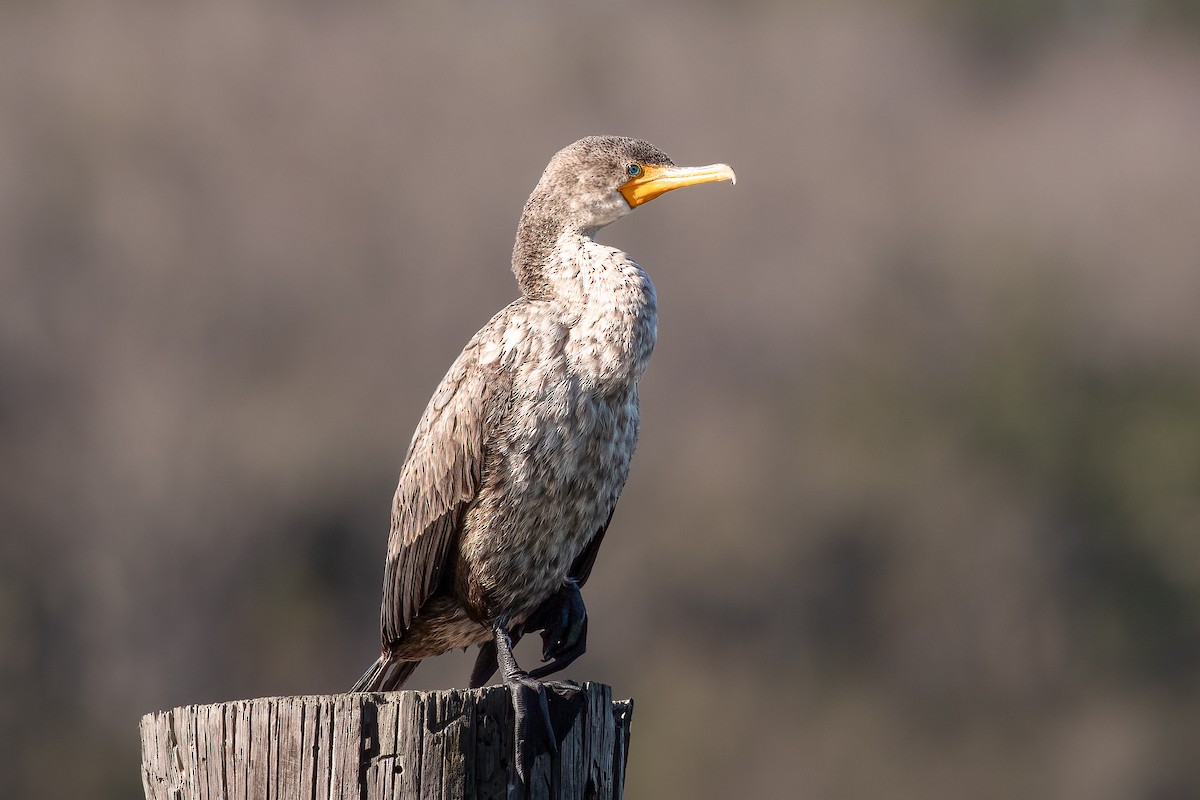 Double-crested Cormorant - ML487765221