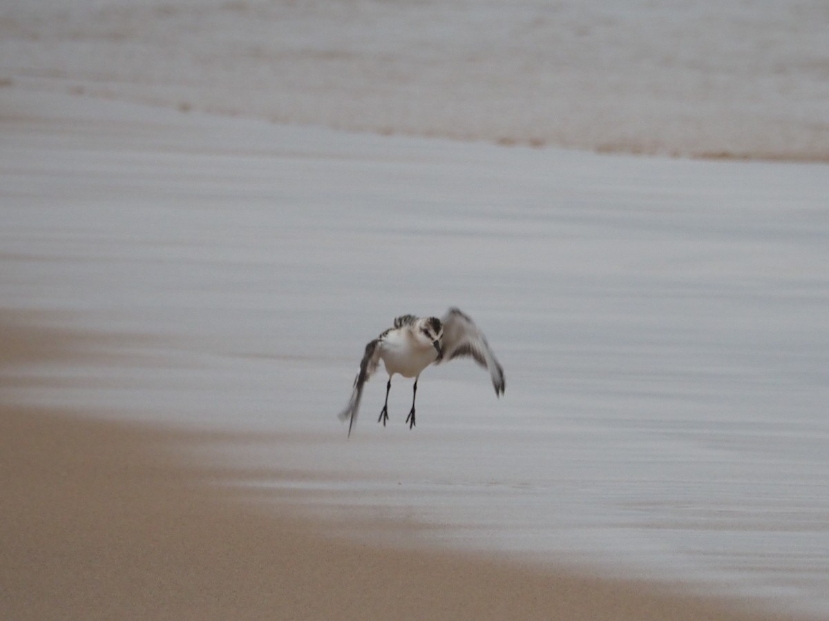 Sanderling - ML487768291