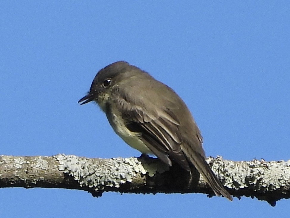 Eastern Phoebe - ML487768501