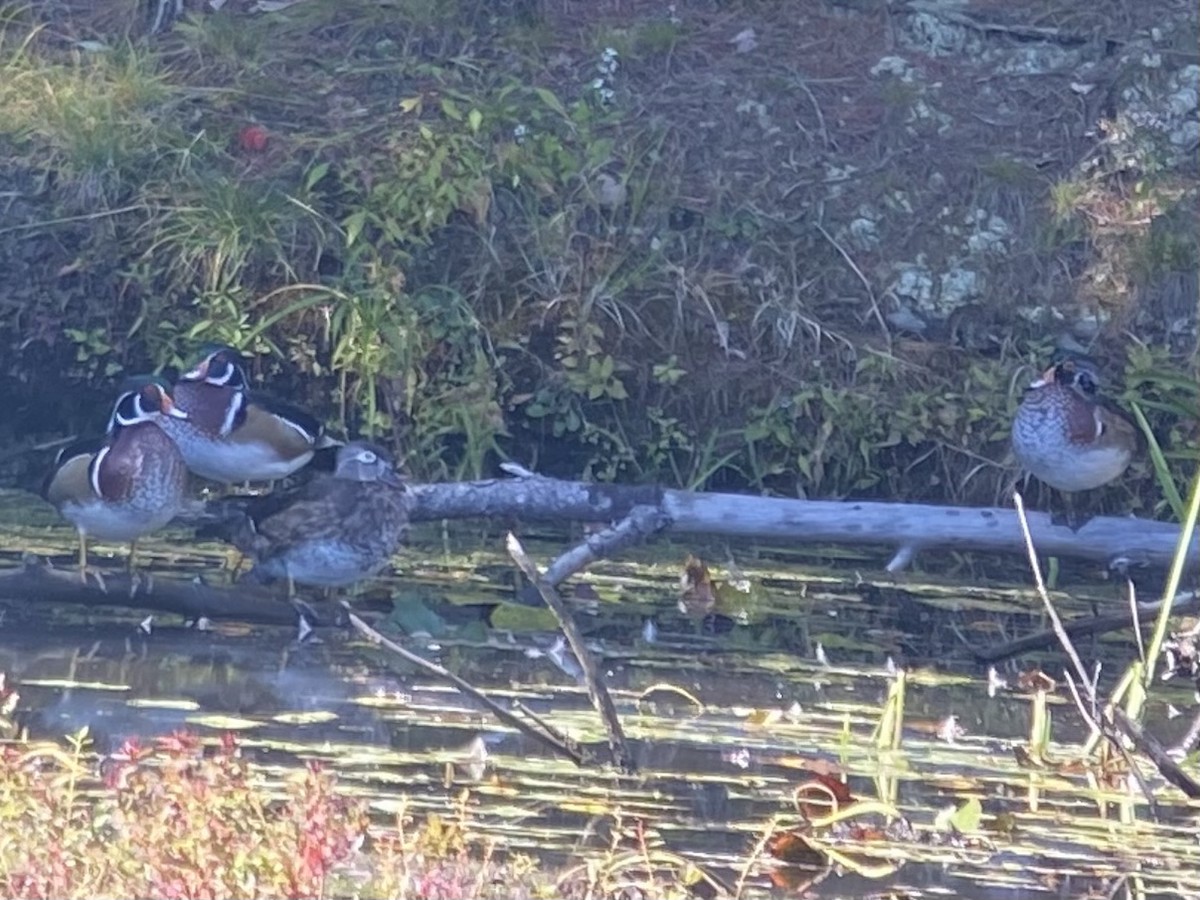 Wood Duck - ML487769471