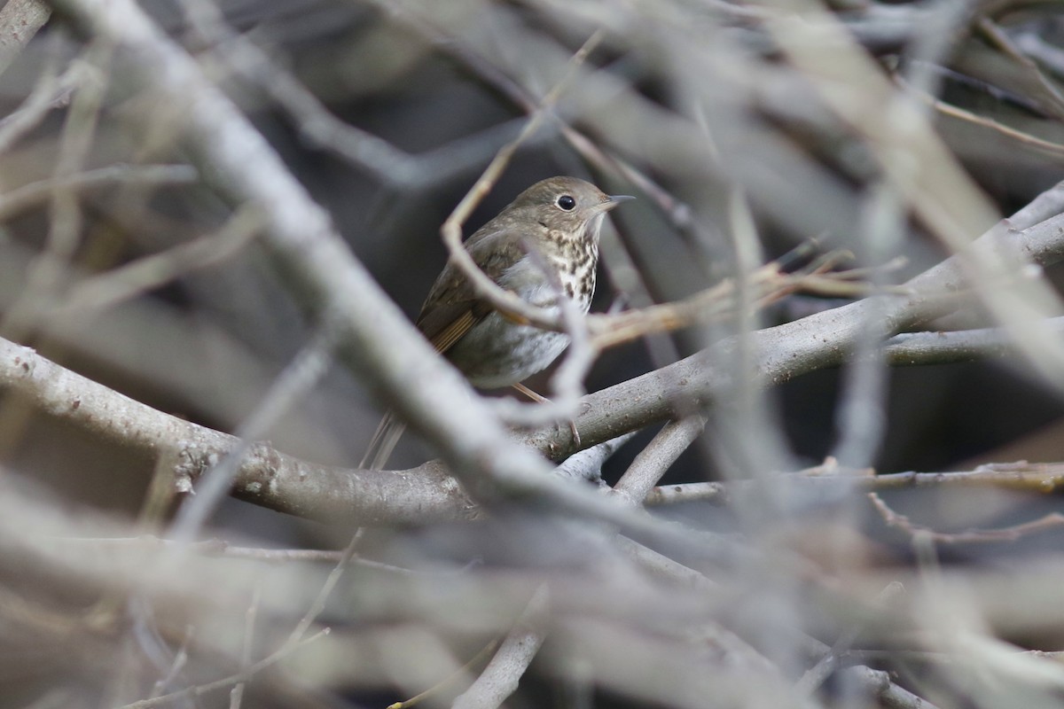 Hermit Thrush - ML48776991