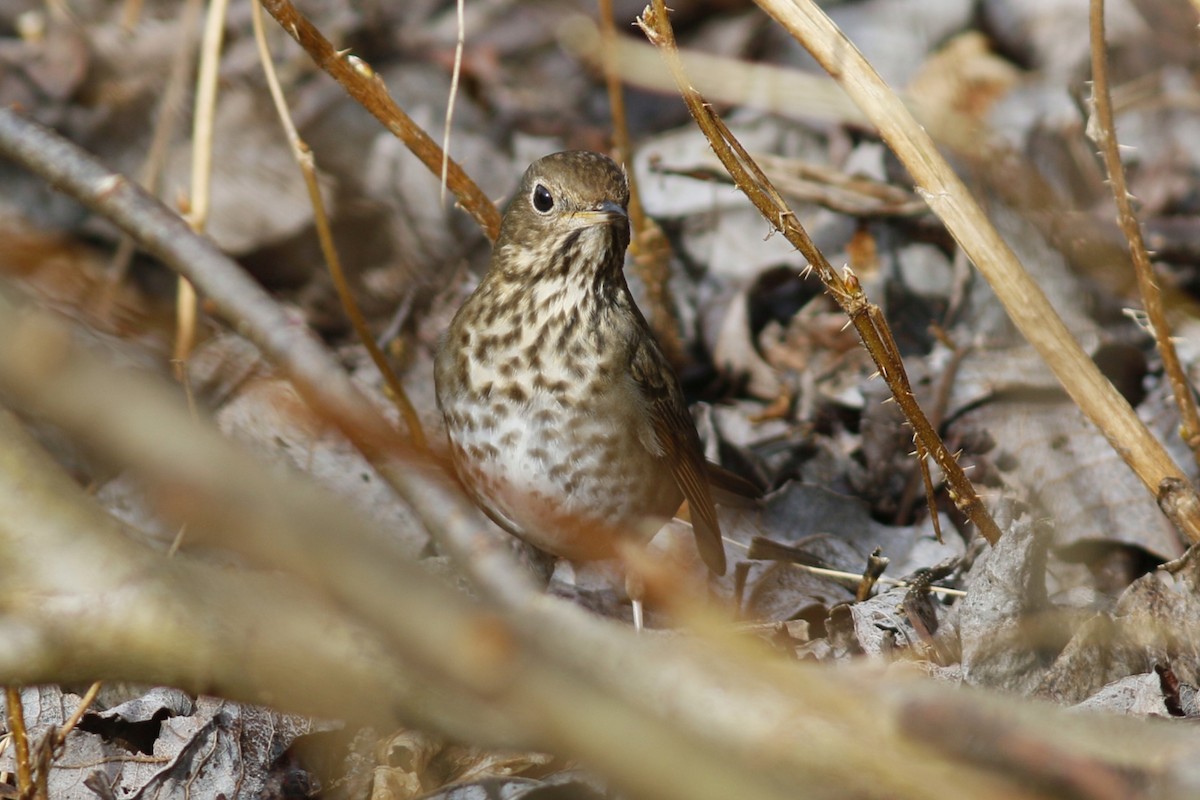 Hermit Thrush - ML48777001