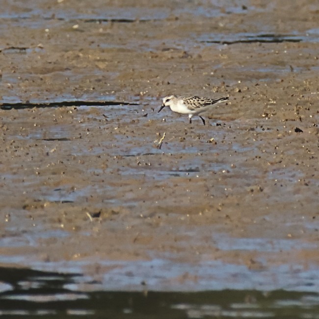 Semipalmated Sandpiper - ML487772501