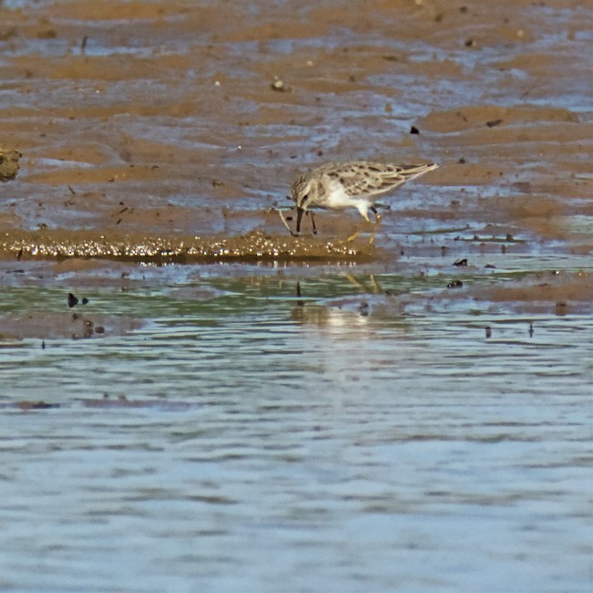 Least Sandpiper - ML487772611