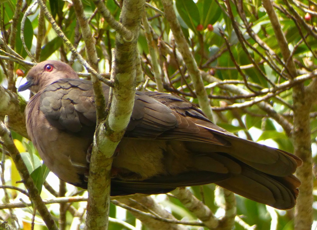 Short-billed Pigeon - Abimael Moralez