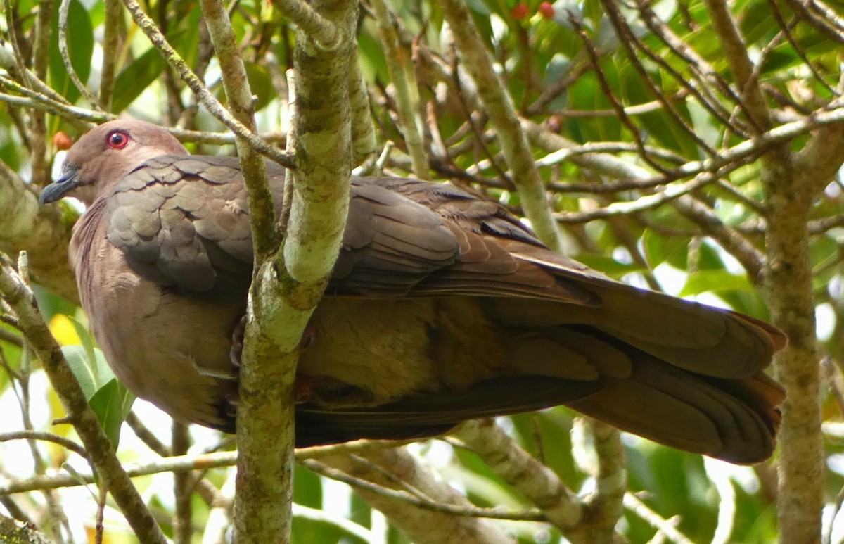 Short-billed Pigeon - ML487772741