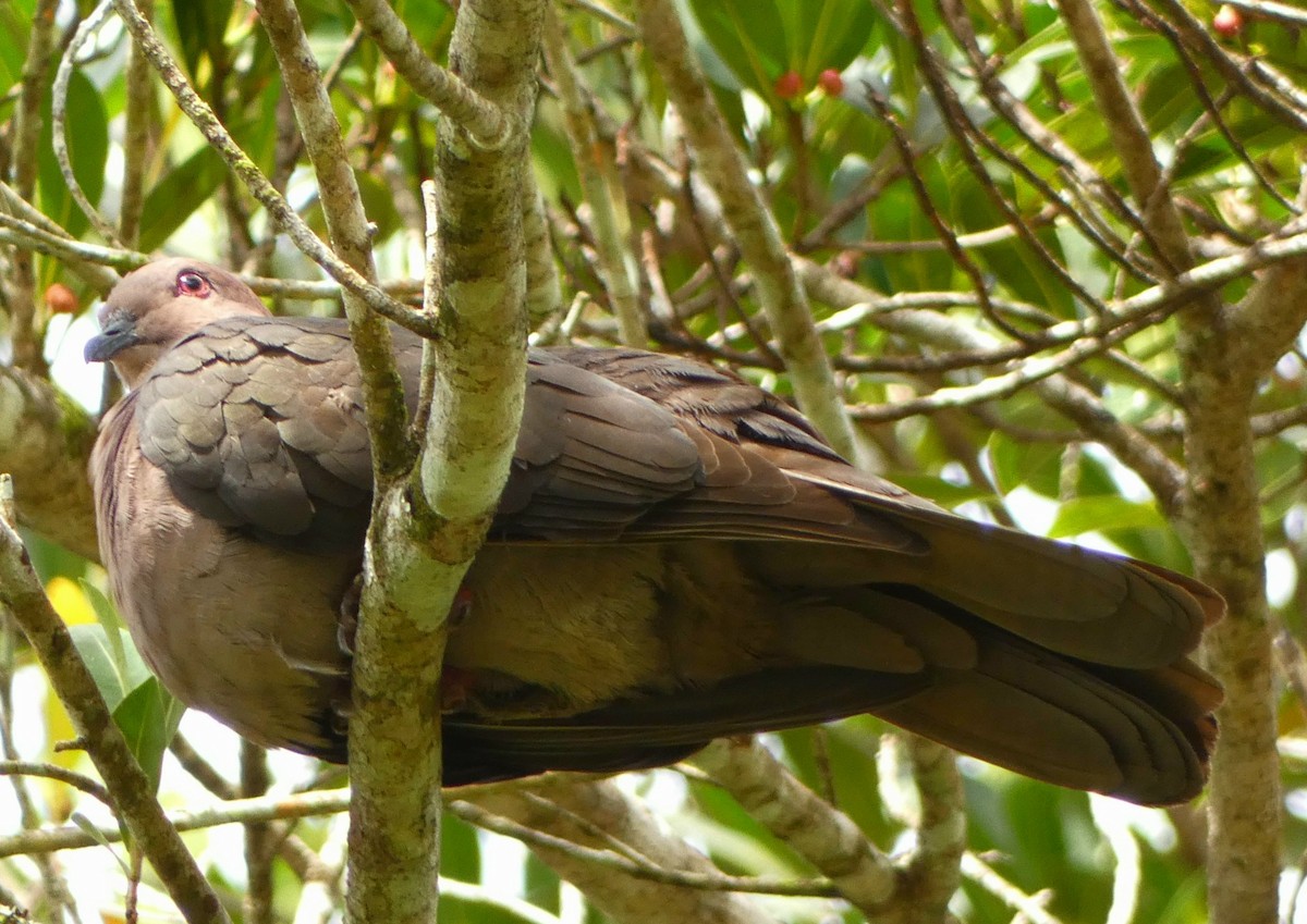 Short-billed Pigeon - ML487772761