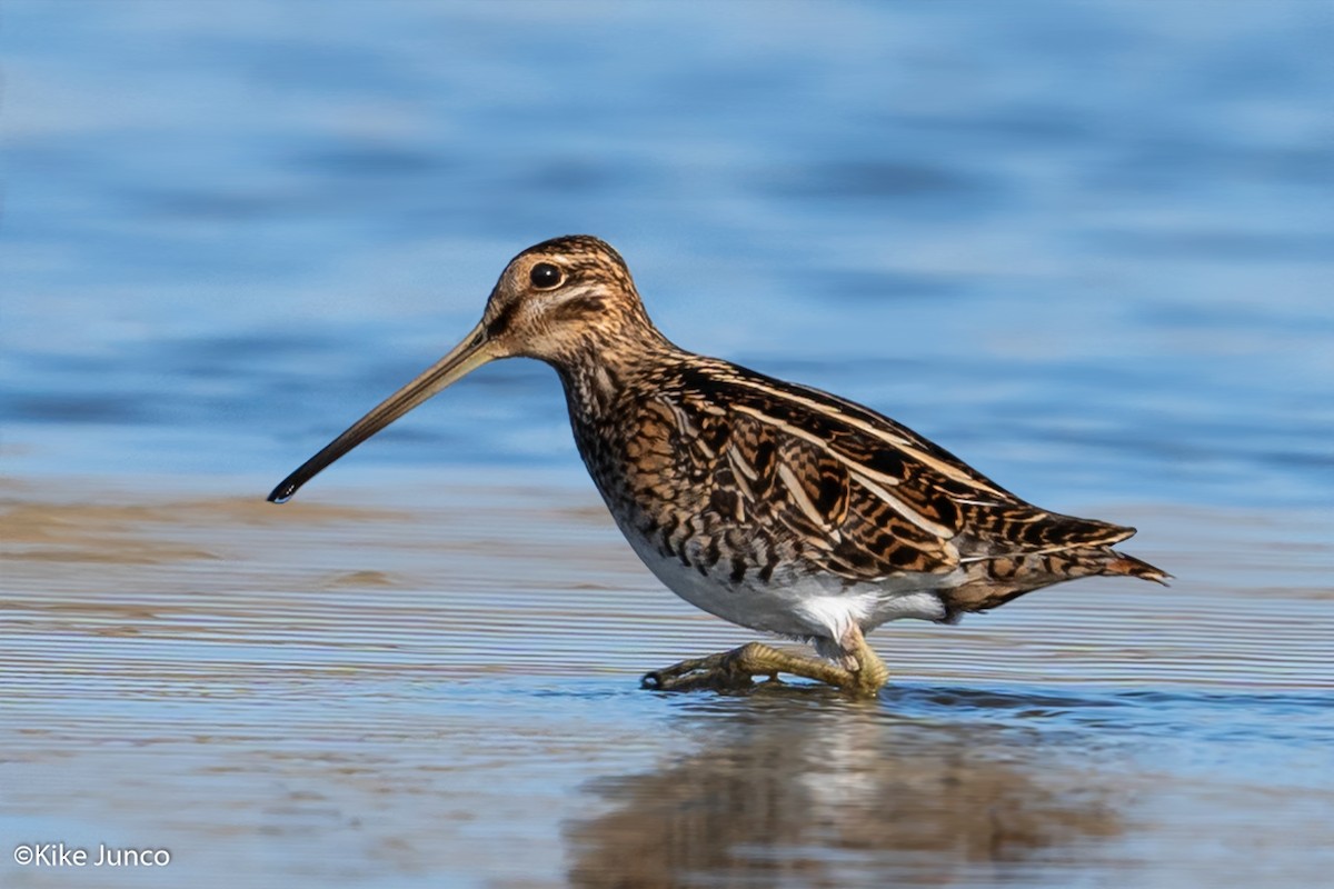 Common Snipe - ML487773291