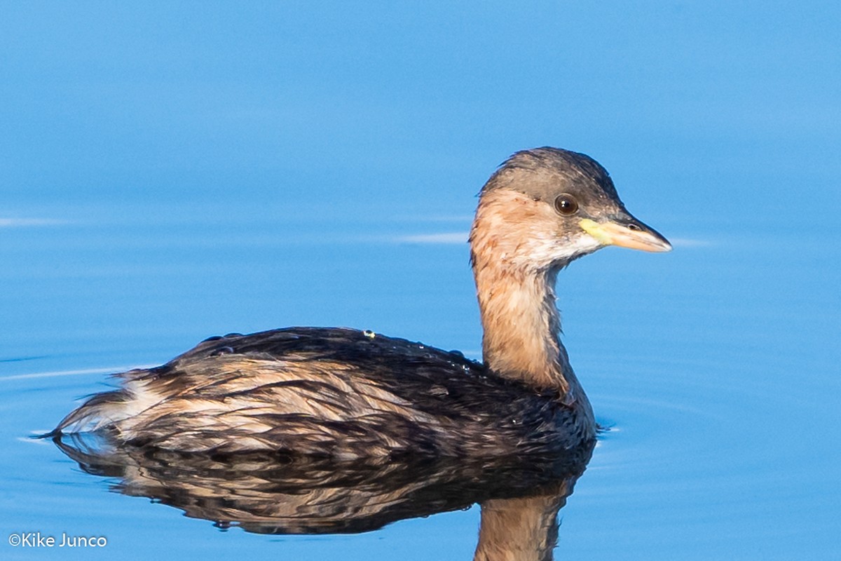 Little Grebe - ML487773751