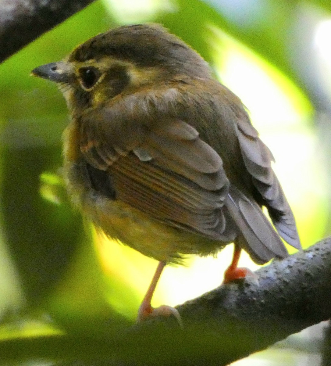 Stub-tailed Spadebill - ML487774921