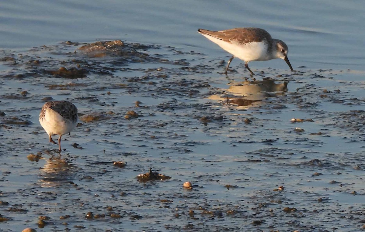 Western Sandpiper - ML487775091