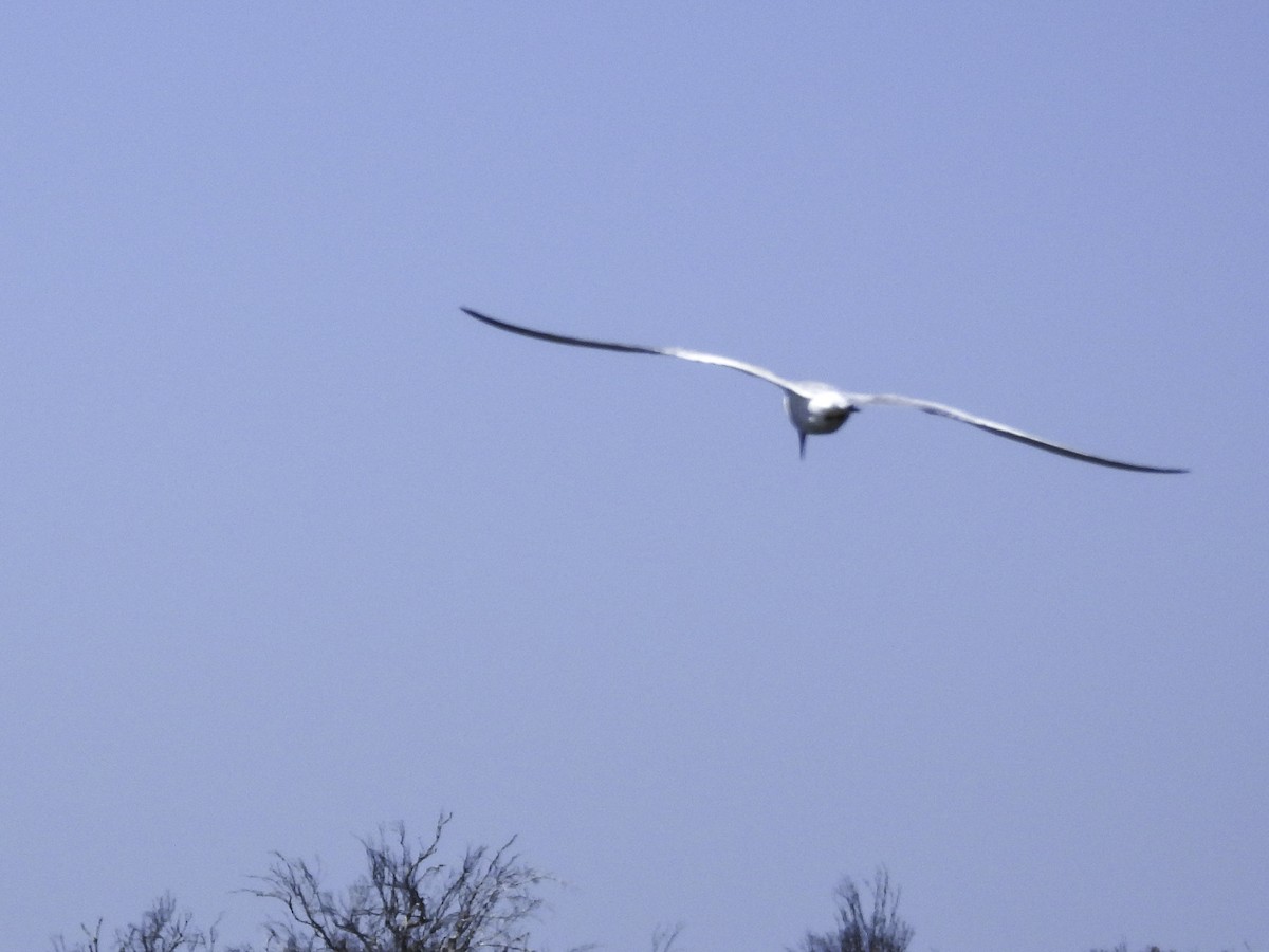 tern sp. - Astrid Taen