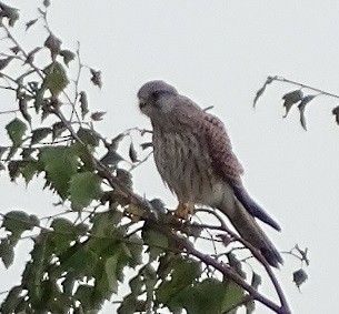 Eurasian Kestrel (Eurasian) - ML487775751