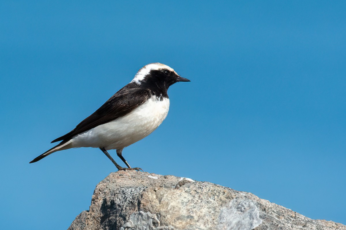 Pied Wheatear - ML487777581