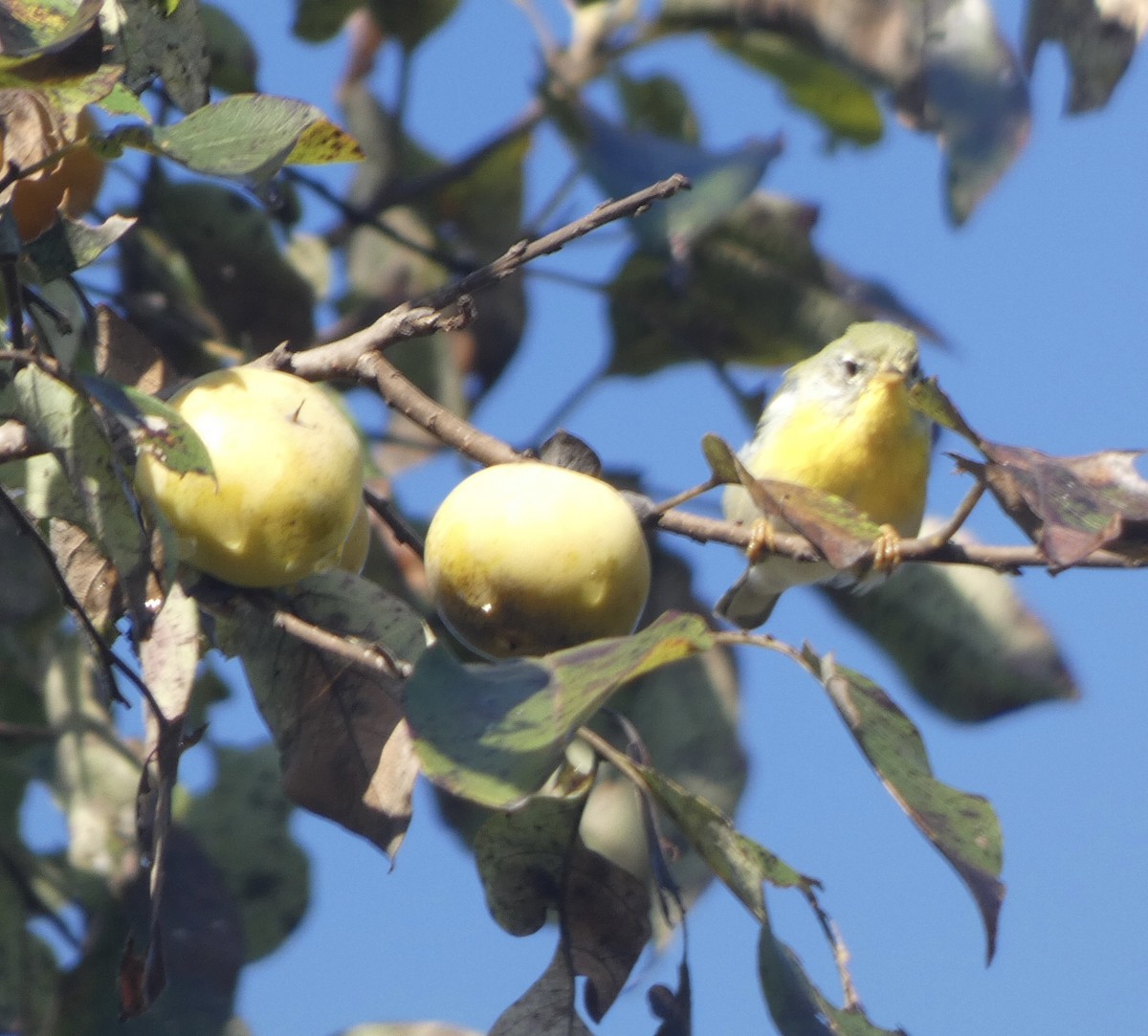 Northern Parula - ML487778001