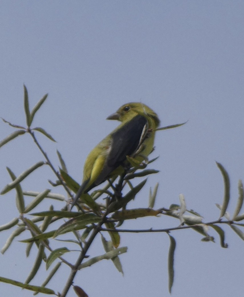 Scarlet Tanager - ML487778161